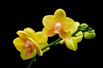 Stem of yellow orchids isolated on black background