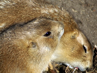 Two prairie dogs couched together
