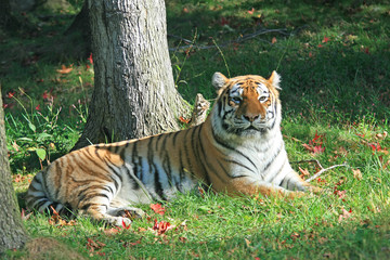 Fototapeta na wymiar Tygrys w zoo
