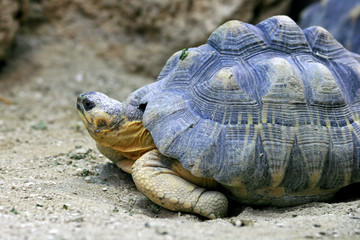 turtle