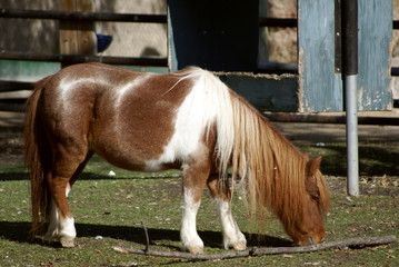 Shetland pony
