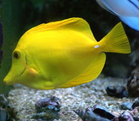 Yellow Tang tropical fish
