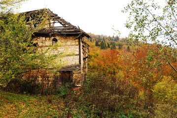 Obraz premium old ruined house in autumn forest