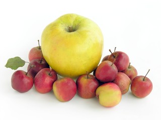 Naklejka na ściany i meble sizes of various apples