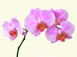 Plakat pretty lila-pink orchid flowers