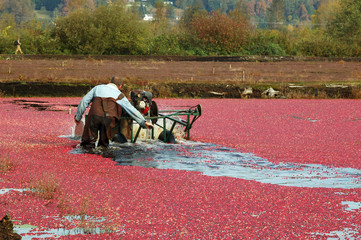 Obraz premium farmer harvesting cranberries in cranberry bog