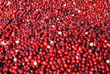 cranberry background