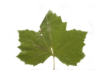 autumn leaf
