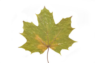 Naklejka na ściany i meble autumn leaf