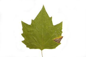 autumn leaf