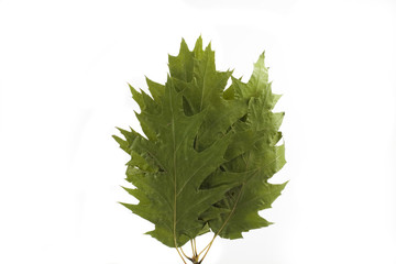 autumn leaf
