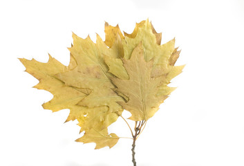 autumn leaf