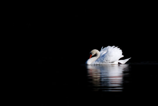 schwan