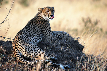 Cheetah (Acinonyx jubatus) 