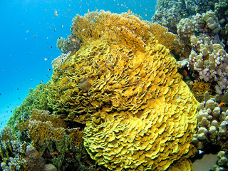 Coral in the Red Sea