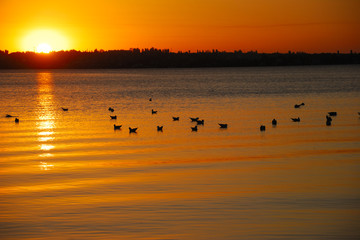 Naklejka premium River sunset and seagulls silhouettes
