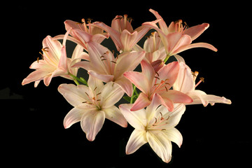 Flowers of a pink lily  on a black background.