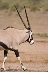 Gemsbok