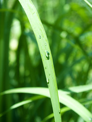 Rain drops on the blade of grass