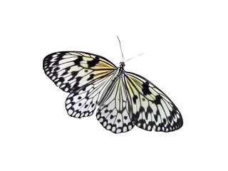 Papillon détouré