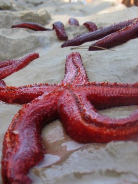 red starfish on a sand