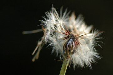 Pusteblume