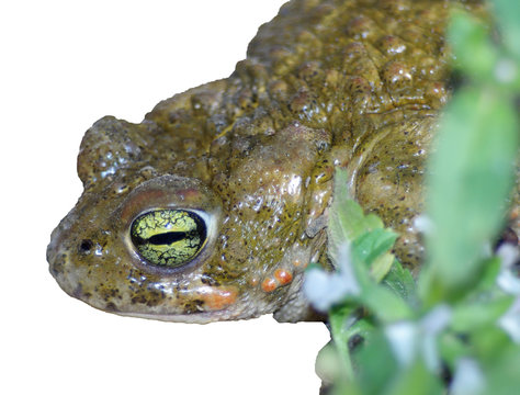 crapaud