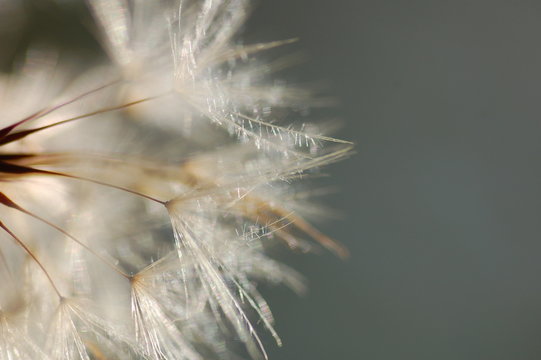 Fototapeta Pusteblume