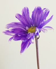 purple flower