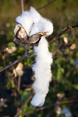 dripping cotton