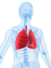 menschliche lunge