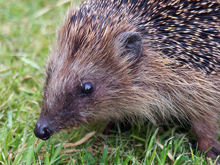Igel im Gras