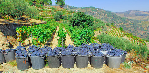 Portugal, Douro valley, Pinhao: Grape harvest - 4726420