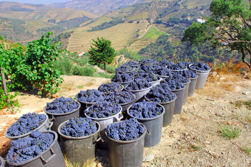 Portugal, Douro valley, Pinhao: Grape harvest - 4726451