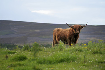 Highland cow (with room for text)