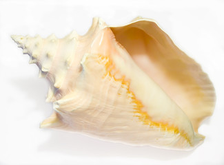 Conch Seashell isolated on white background