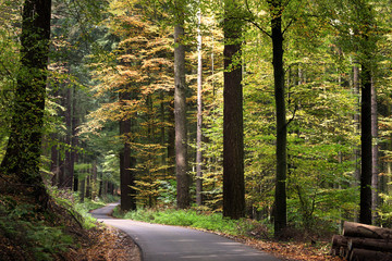 wald weg