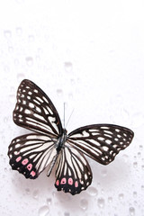 Fototapeta na wymiar Butterfly and water drops