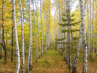 birch forest