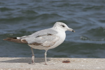 SEA BIRD