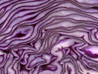 Obraz premium Close up of red cabbage.