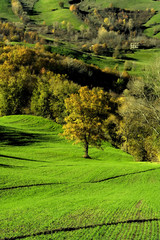 colline verdi