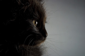Little black cat