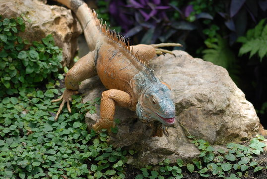 reptile