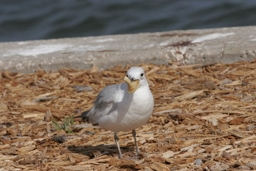 BIRD HOLDING A PACIFIER IN BEEK