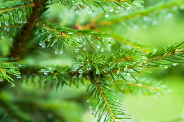 the pine after rain