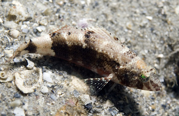 Pygmy Seabass, Serraniculus pumilio