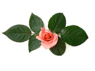 pink rose