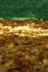 Yellow leaves under the sun