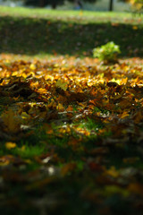 Autumn park